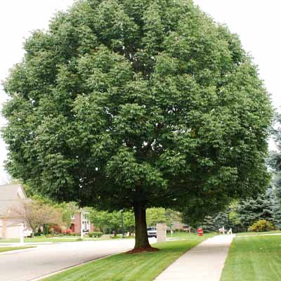 Bio Green Indiana Emerald Ash Borer treatment