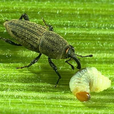 Lawn Insect Control by Bio Green Indiana
