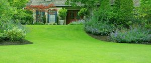 A really green lawn
