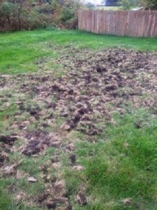 Bio Green can correct grub damage with our grub control services