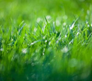 Bio Green lawn care and fertilization