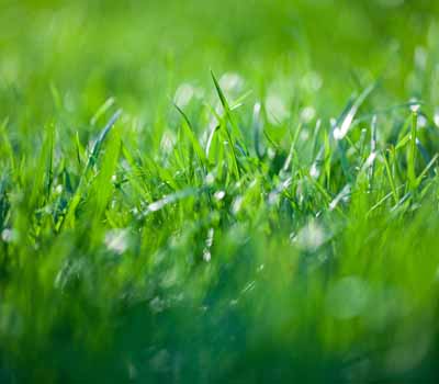 Bio Green lawn care and fertilization