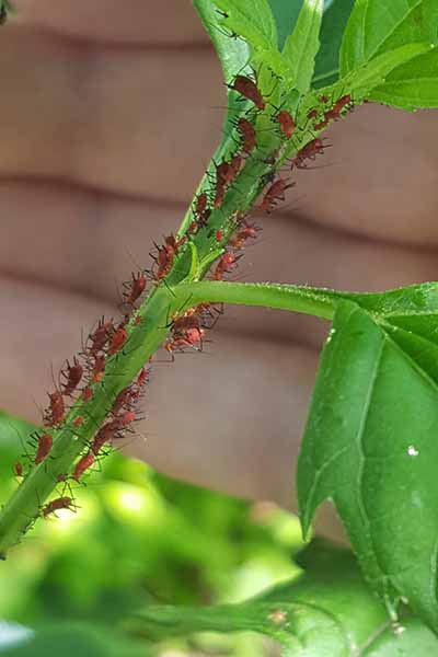 Lawn Insect Control