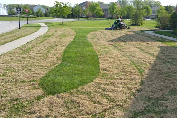 Bio green mechanical dethatching